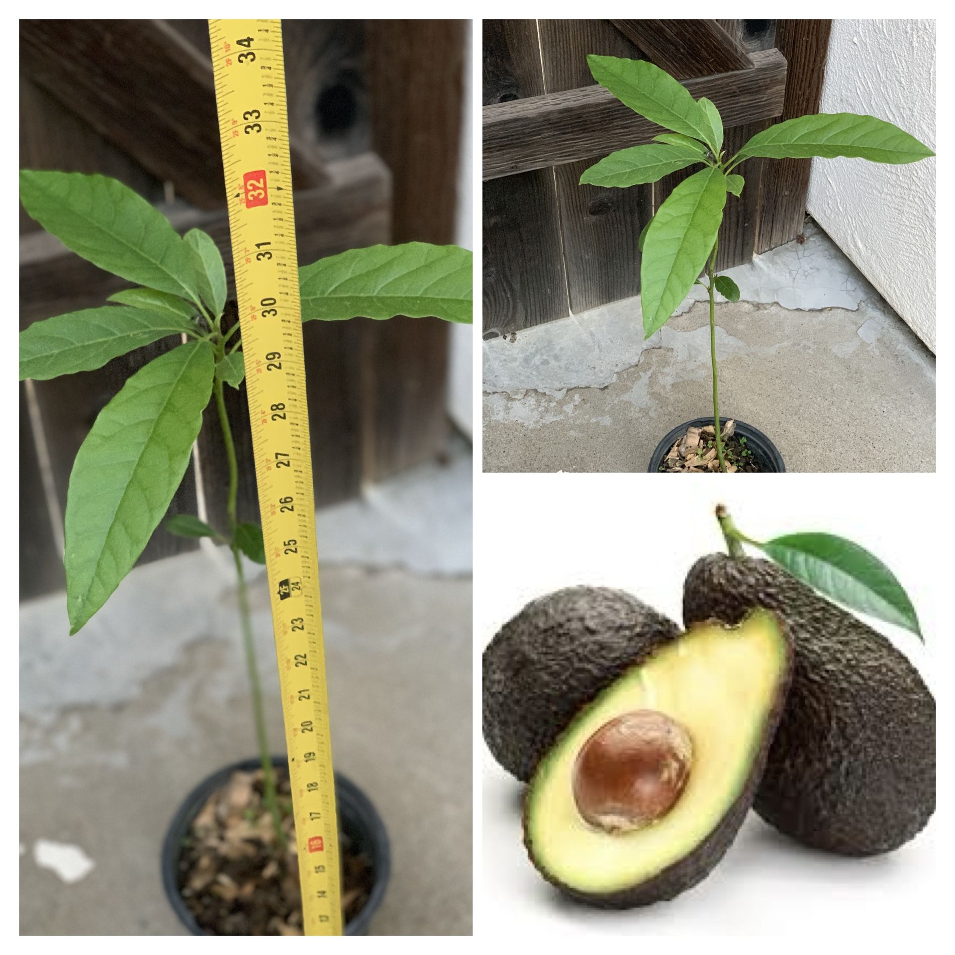Hass Avocado π₯ Fruit Tree in 1 Gallon Pot Live Plant Pick up in North San Jose, by appointment only Located near Shell gas station 1601 North Capit