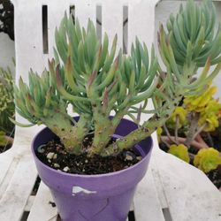  Awesome rare Mermaid Tail Succulent Crested Senecio Vitalis narrow leaf chalksticks "viper" hurry