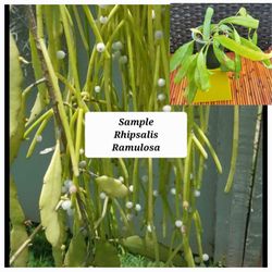 Green Rhipsalis Ramulosa Plant