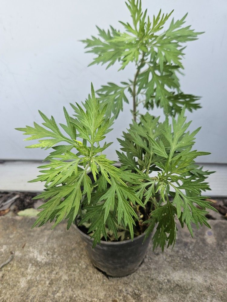 mugwort plant
