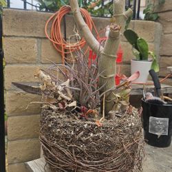 Free Succulents 