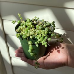 Variegated String Of Pearls Plants