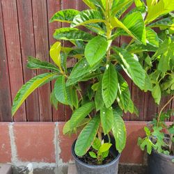 Loquat Tree ( From Seed)