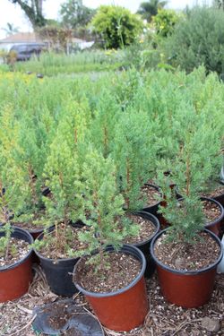 Blue point Juniper