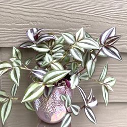 🎁 Inch Plant, Zebrina House Plant In Beautiful Ceramic  Pot 4.5"H. 