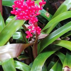 Bromeliad Produces Beautiful Flowers Red And Purple In 1 Gallon Pot $15-$20  Depending On Size Of Plant