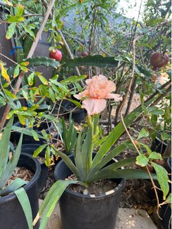 Blooming Iris