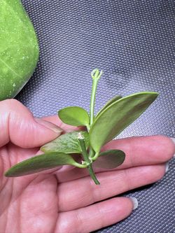 Hoya Biakensis Super Splash for Sale in Yorba Linda, CA - OfferUp