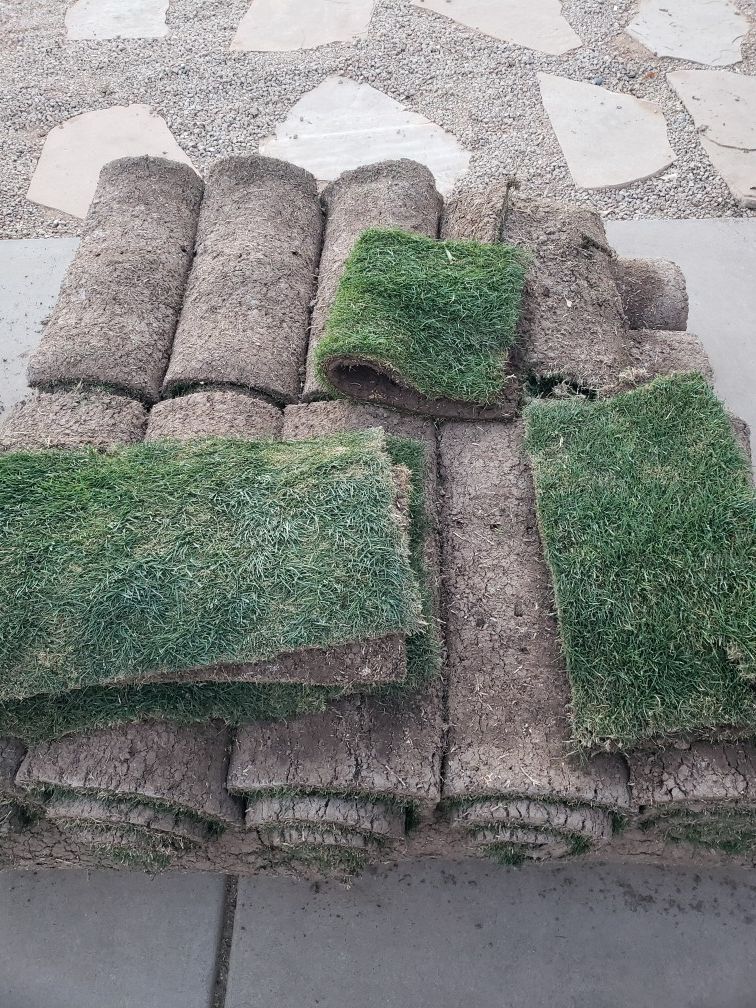 SOD certified tifgrand sod