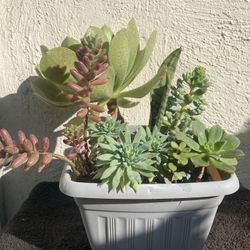 Succulents Plant ..
