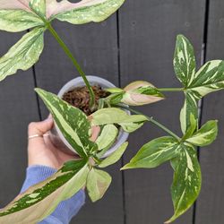 Syngonium Red Spot Tricolor Plant 4" Pot - Indoor House Plants