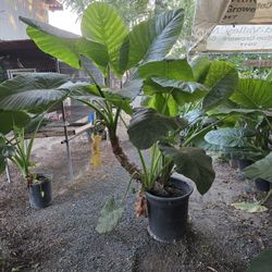 Elephant Ear Plant 