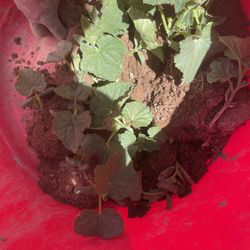 Plants 
