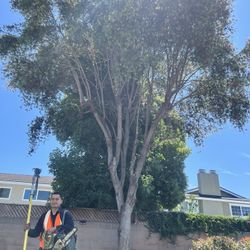 Poda De árboles 🌲