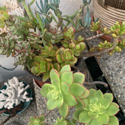 Thriving And Healthy Plants. Each $10 Or (5) For $40