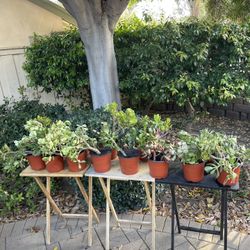 🌵🪴 Moving Out Plants Sale! Over 30 Plants 🪴🌵