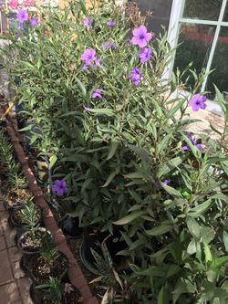5 gallon pots of Ruellia (Desert petunia) $25 a pot