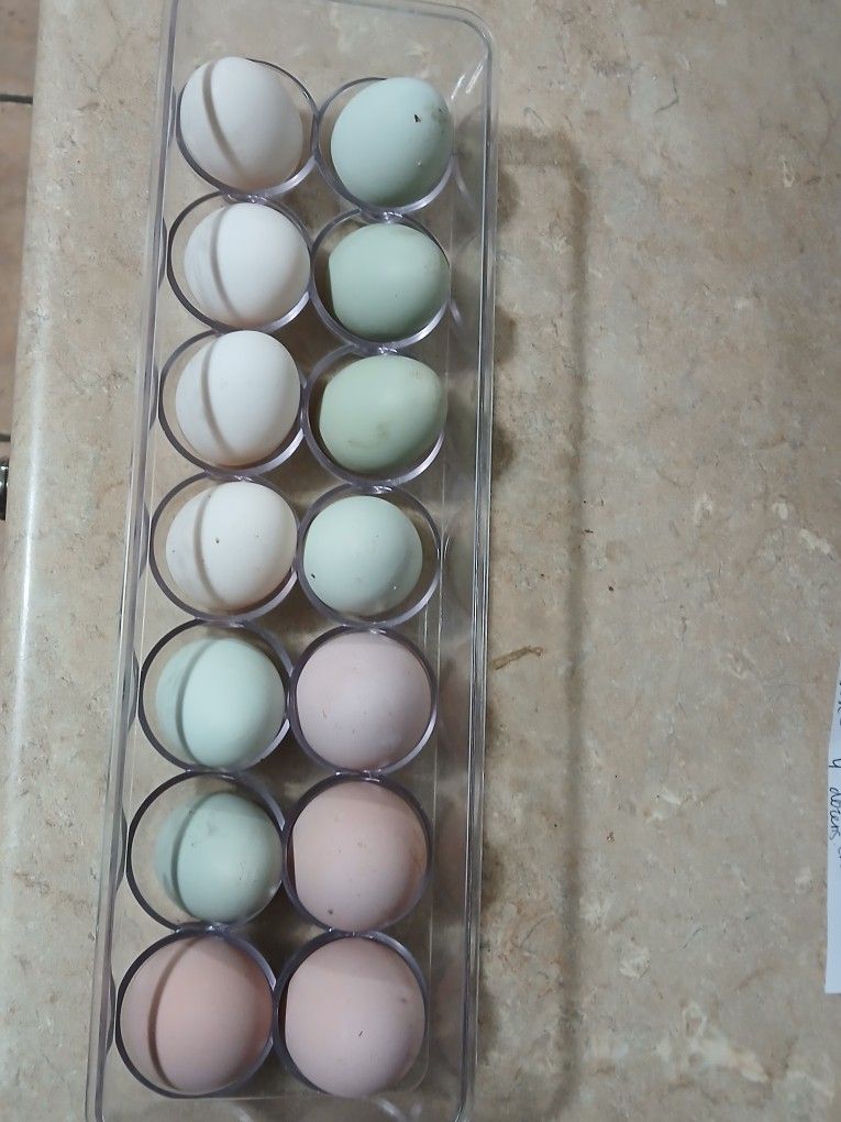 Huevo Fertile Incubar / Fertile Egg To Incubate