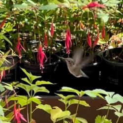 Hardy Fuchsia Magellanica Attracts Hummingbirds . Please See All Pics.