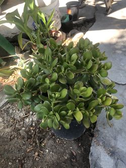 Ornamental plant