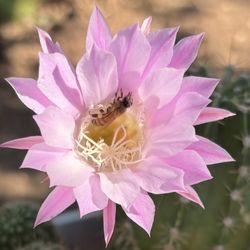Echinopsis tubárico Pink Flowers 