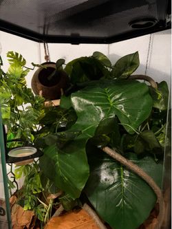 Enclosures/tanks/terrariums “geckos”