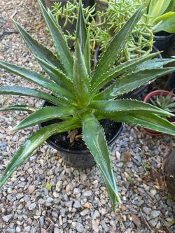 plant &5