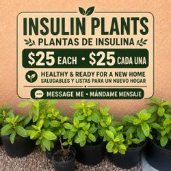 Live Insulin Plant in Black Pot