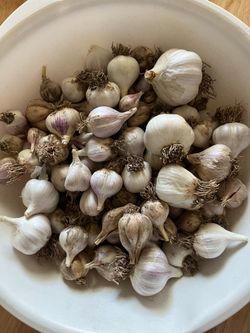 Garlic seeds 50 for $1