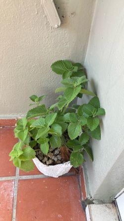 Plantas