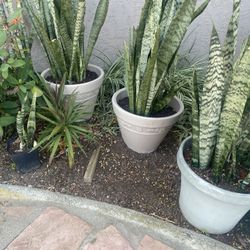 Snake Plant 