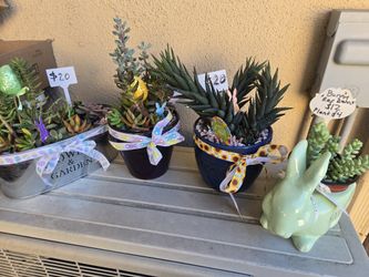 Spring arrangements and stand alone succulents at lower than retail prices