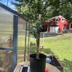 Olive Tree Plant 