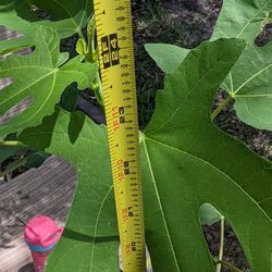 2ft Tall Celeste Fig Tree Plant 1 Gal 