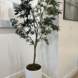 Large olive tree