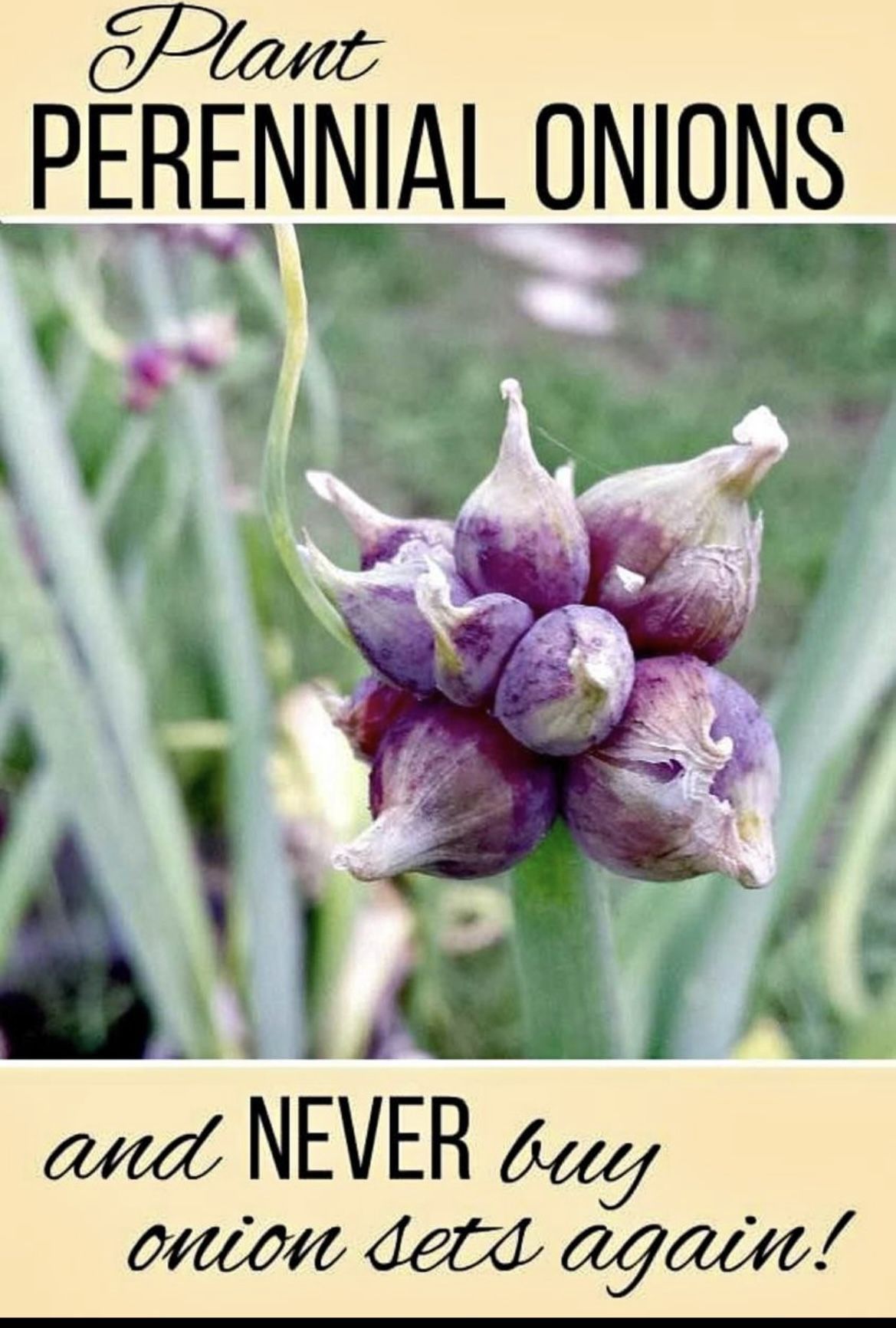 Egyptian Walking Onion Bulb Seeds Perennial 20 Seeds For $20