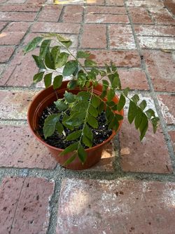 Curry Leaves Plant