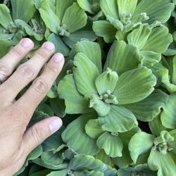 Water Lettuce Pond Plants