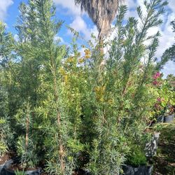 Podocarpus Hedges 5.5-6ft $45