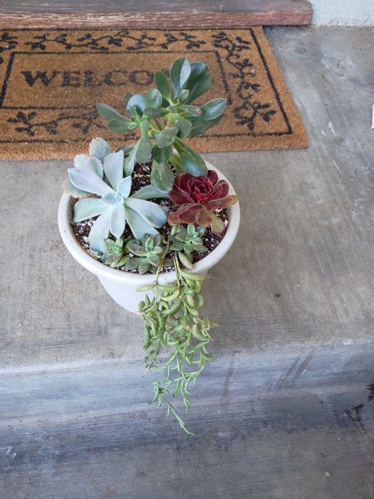 Succulents