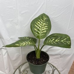 HERMOSAS PLANTAS NATURALES “DIEFFENBACHIA COMPACT  PLANT 