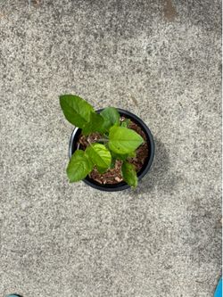 Cosmic Crisp Seedling