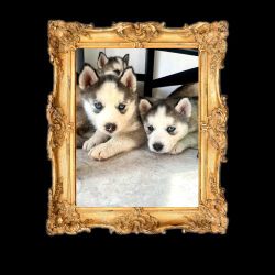 Picture Frames 😉$400