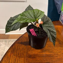 Angel Wing begonia Plants For Sale