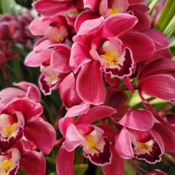   Simply  Cymbidum  Red  Orchid