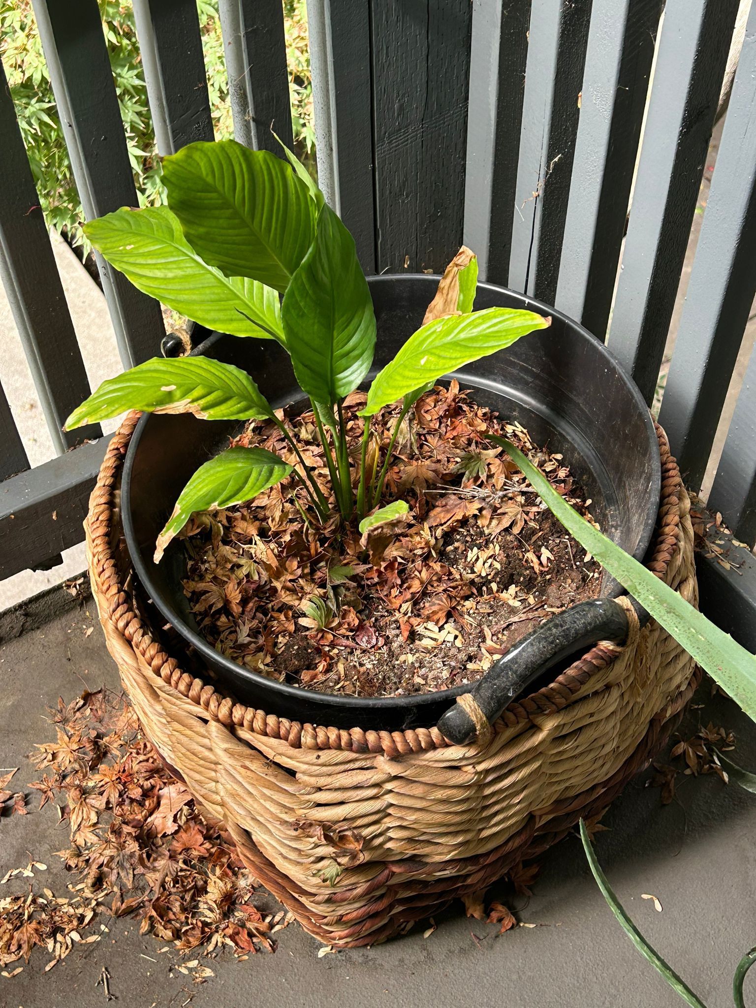plant