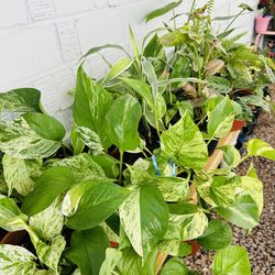 Plantas for sake 10 each