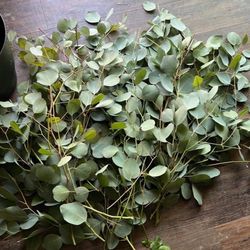 eucalyptus bunch fresh