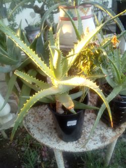 Aloe Vera Plant – Easy Care, Fast Growing Planta Aloe Vera – Fácil Cuidado