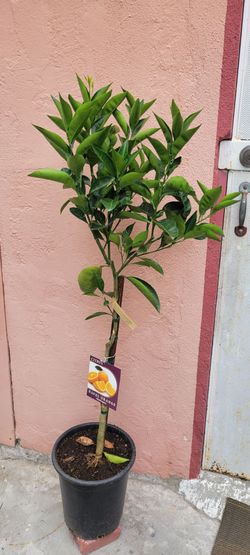 Navel Washington orange tree 4ft Tall grafted